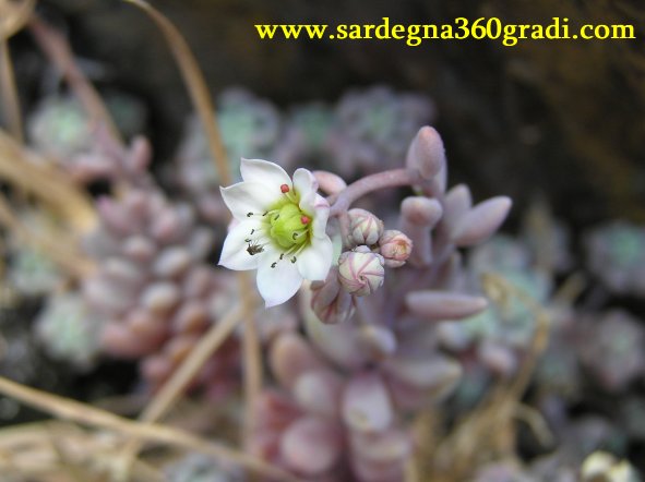 Sedum dasyphyllum